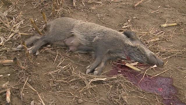 Wer ist der Wildschwein-Killer?