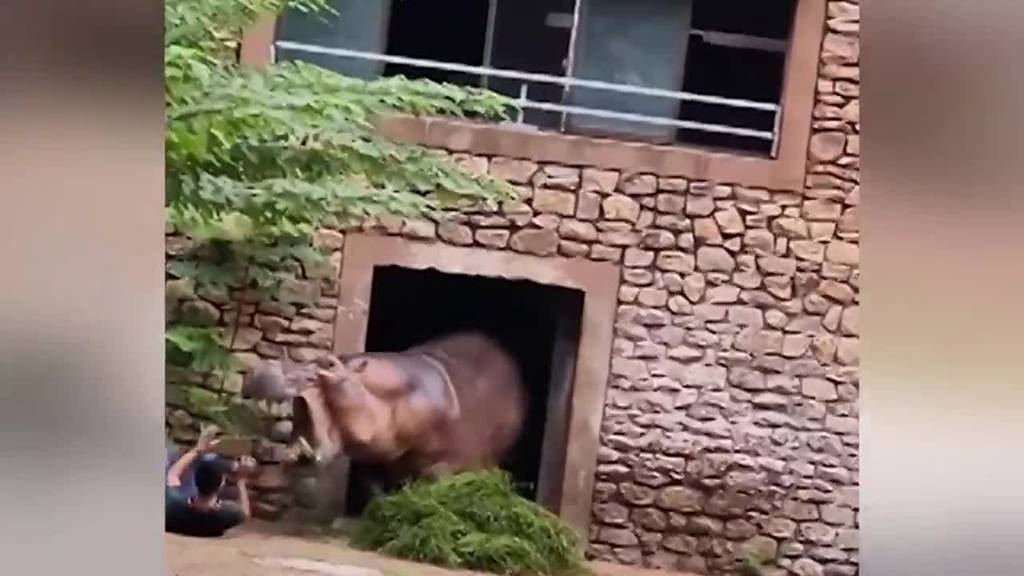 Tierpfleger gerät bei Nilpferd-Kampf zwischen die Fronten