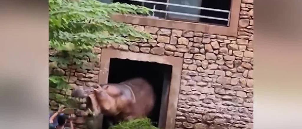 Tierpfleger gerät bei Nilpferd-Kampf zwischen die Fronten