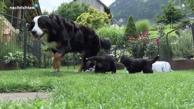 Berner Sennenhunde