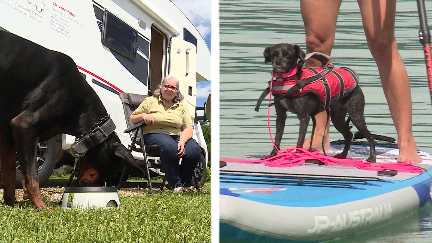 Mit dem Hund in die Ferien / Badeplausch Tele M1