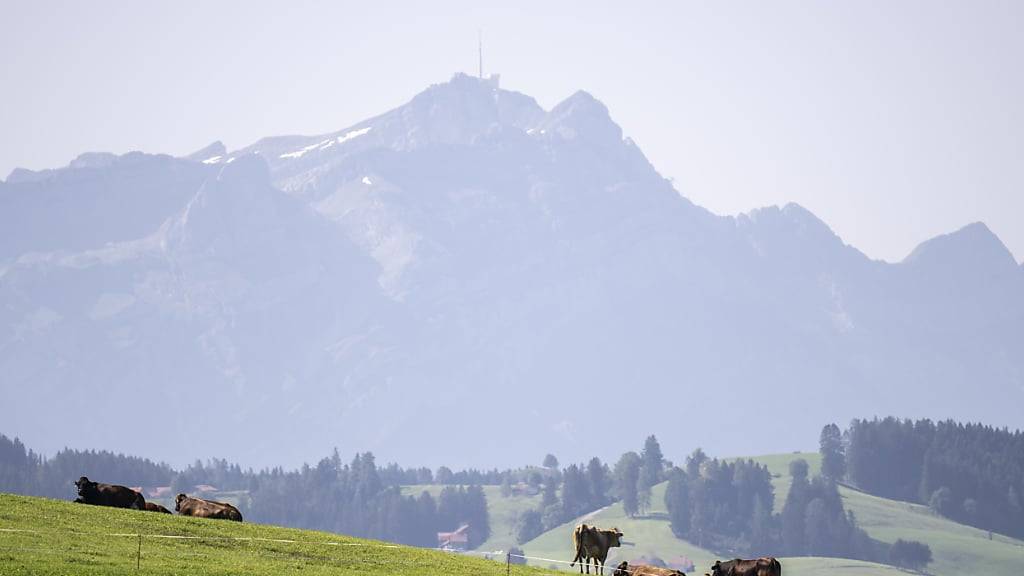 Kühe weiden auf der Eggersrieter-Höhe im Kanton St. Gallen. Die Eggersrieter-Höhe ist eines der Gebiete, in welchem mit PFAS-belastete Flächen festgestellt wurden.