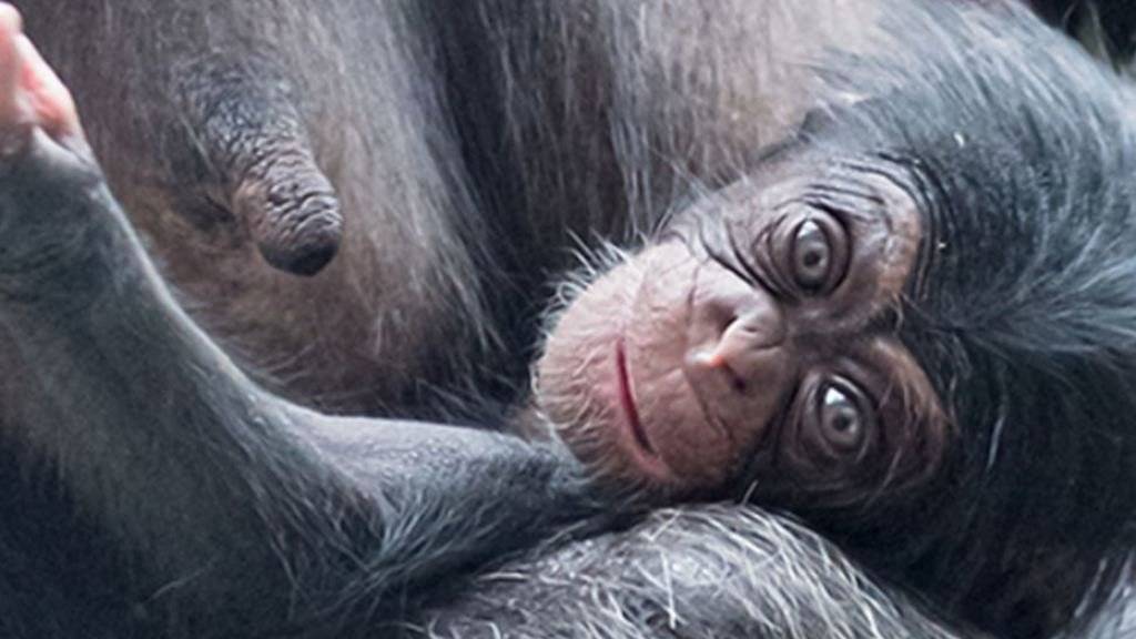 Im Zoo Basel ist ein Schimpansen-Baby auf die Welt gekommen.