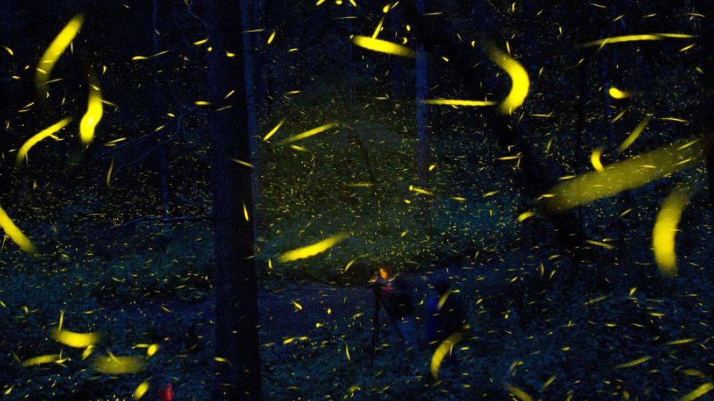 Glühwürmchen sind die bekannteste Erscheinungsform von Bioluminiszenz. Aber auch Pflanzen können leuchten. Forscher haben jetzt herausgefunden, wie man dieses Leuchten dank eines Pilzes noch verstärken kann. Gentechnisch veränderte Pflanzen mit Lichteffekten gibt es schon länger. (Archivbild)