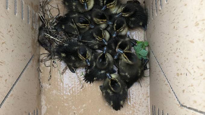 St.Galler Polizei rettet Enten