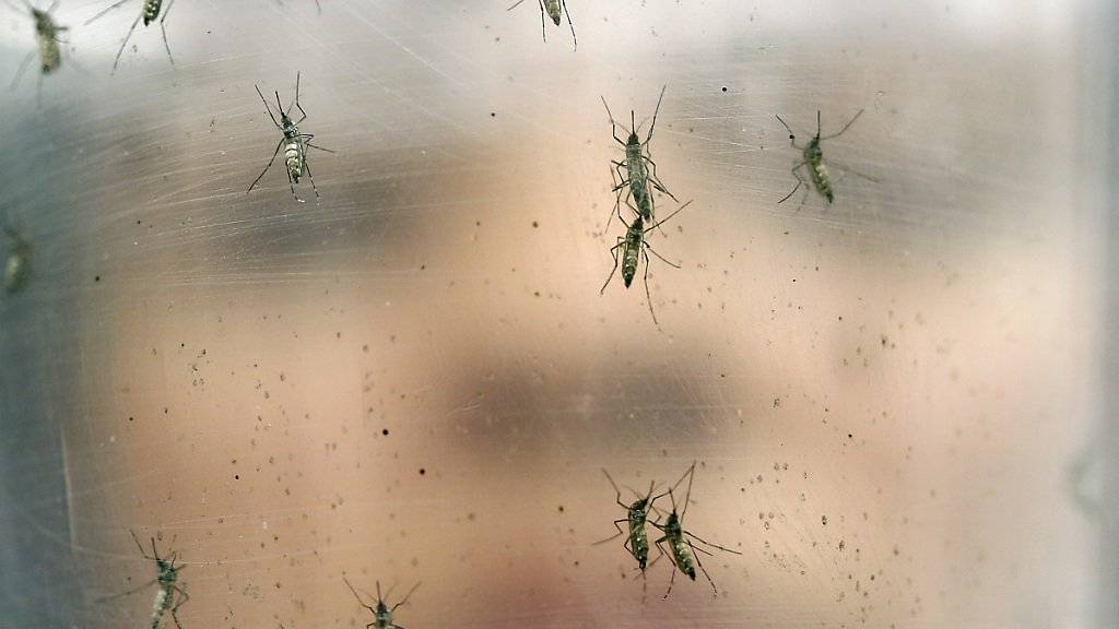 Die Ägyptischen Tigermücken übertragen das Zika-Virus: Sie wurden jetzt auch in Chile ausgemacht. (Symbolbild)