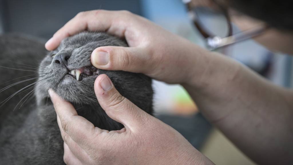 Schweizer Tierärztinnen und Tierärzten gehen die Medikamente aus. (Archivbild)