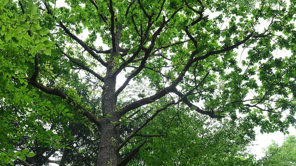 Georgenthal im Thüringer Wald. (Archivbild)