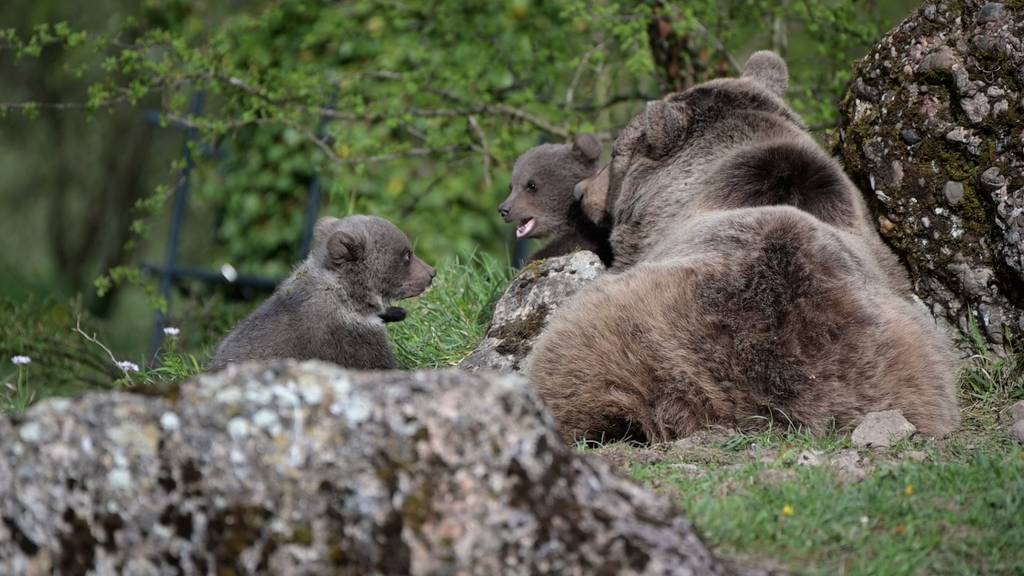 Super Mamas im Tierreich