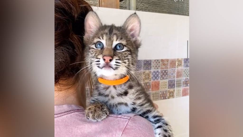 Der Traum vom Wildtier als Schmusekatze