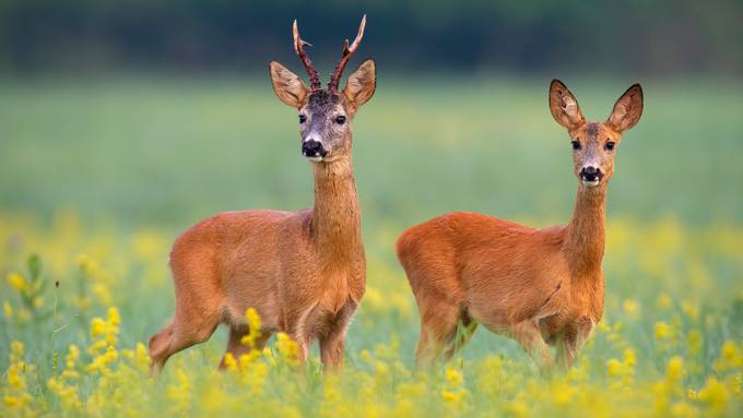 Erlegte Rehe: «Betäuben zu schwierig»