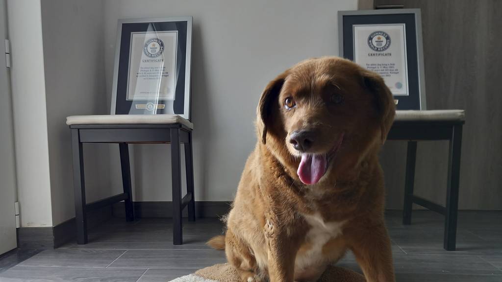 Bobi, der älteste Hund der Welt, stirbt mit 31 Jahren