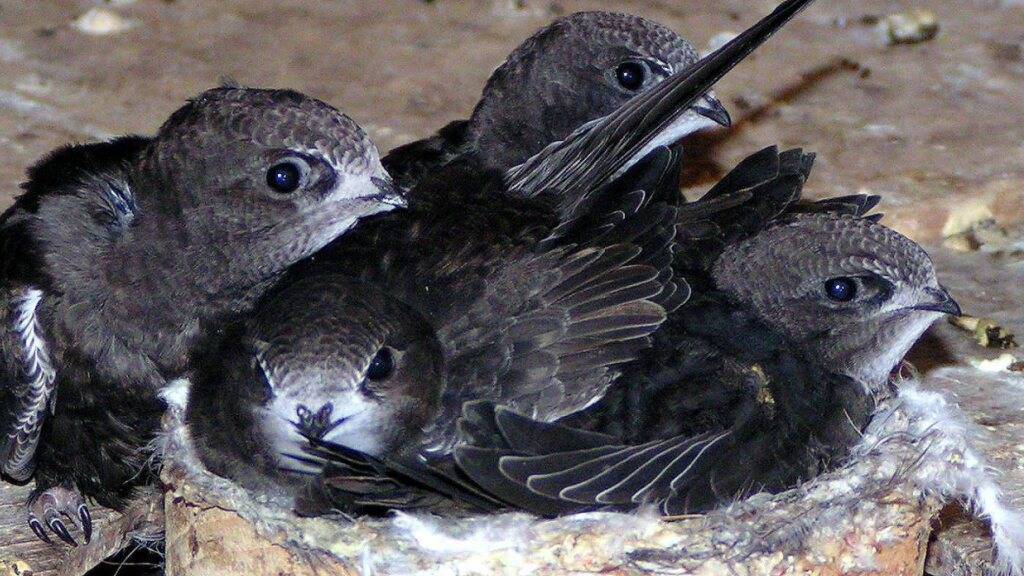 Zahlreiche junge Mauersegler, die aus zu warmen Nestern fielen, landeten in der Pflegestation der Vogelwarte Sempach. (Symbolbild)