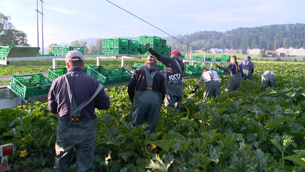 93 % der Bio-Felder verseucht mit Pestiziden