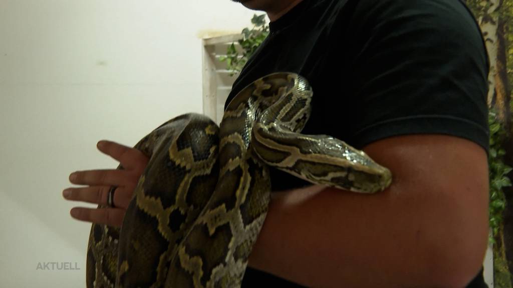 Wegen Sanierungsarbeiten suchen vier Python-Schlangen ein neues Zuhause