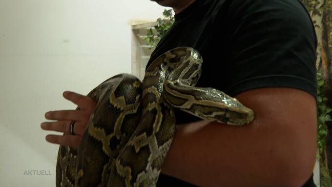 Absagen wegen Schlangen: Tierfreund sucht dringend einen neuen Hobbyraum