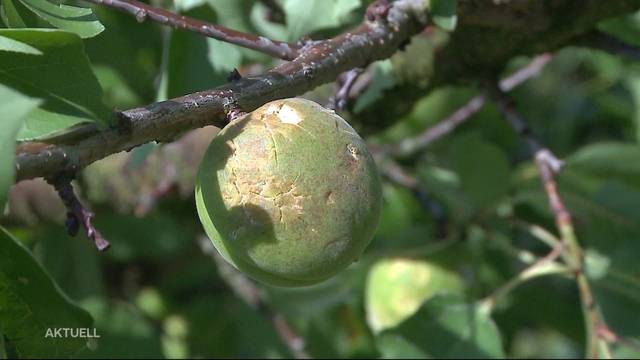 Grosser Schaden an Obstplantage