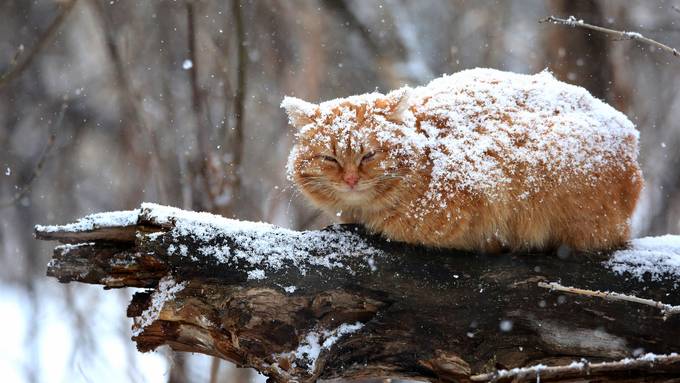 Gefährlicher Winter für Samtpfötchen – so kannst du deine Katze schützen