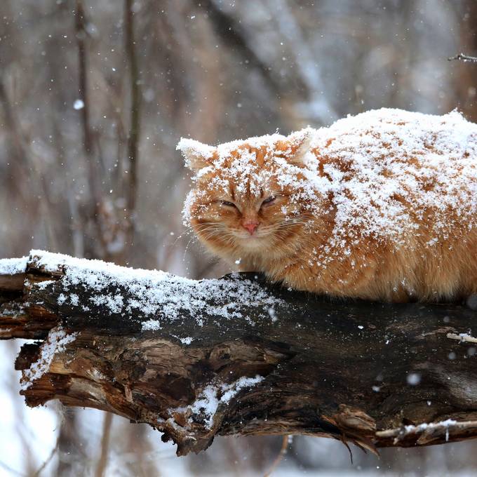Gefährlicher Winter für Samtpfötchen – so kannst du deine Katze schützen