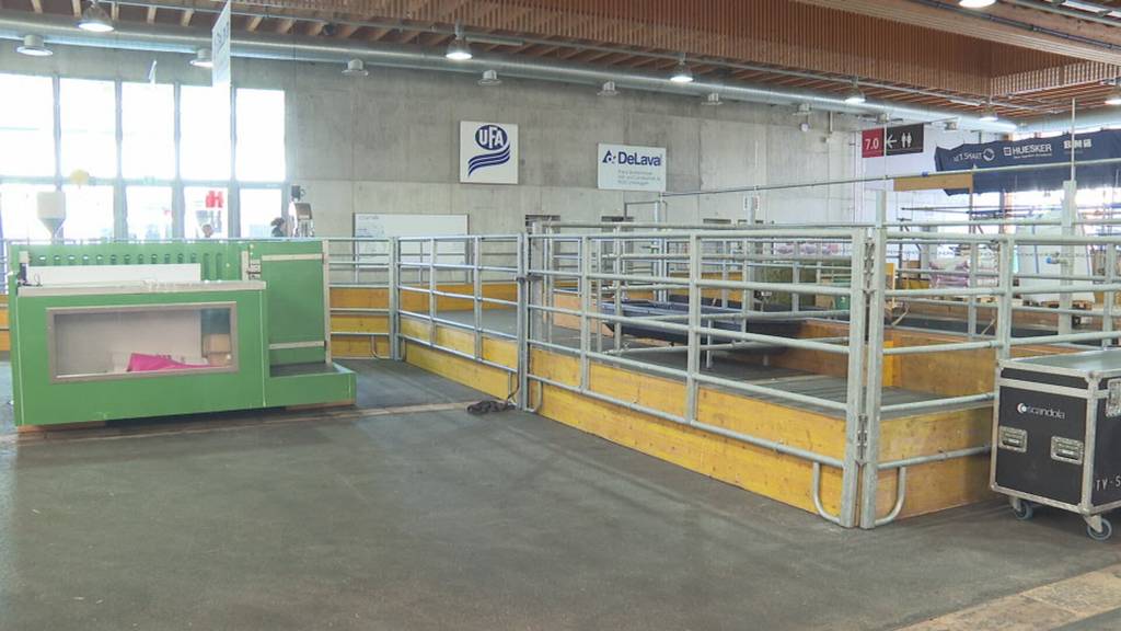 Vier Tage vor Messestart: Blauzungenkrankheit sorgt für Diskussionen im Olma-Stall