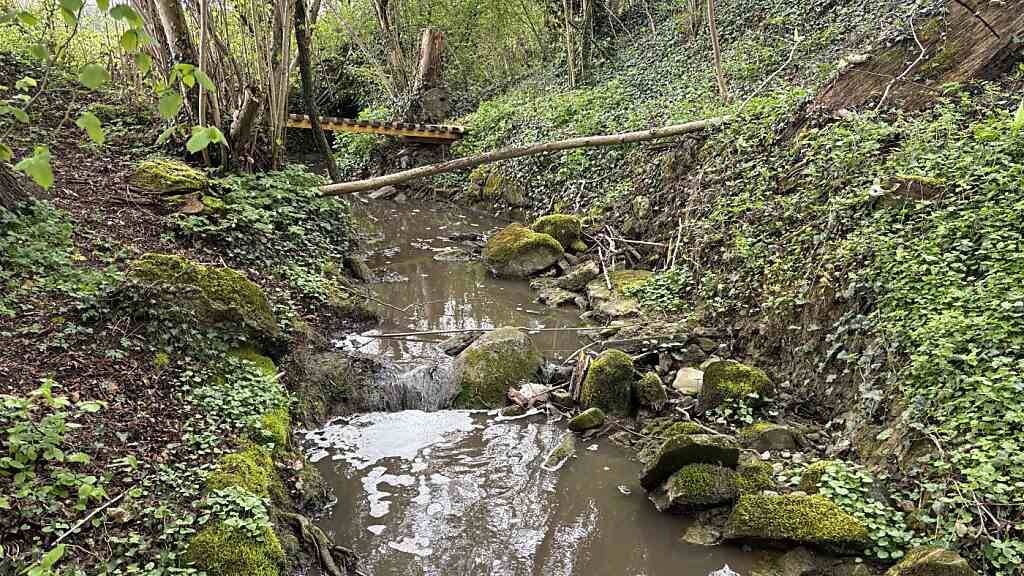 Mehrere Dutzend Fische verendeten in einem Bach in Roggwil.
