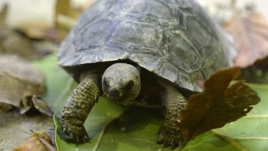 Die Polizei hat einen Schmuggel von Riesenschildkröten auf den Galapagos-Inseln unterbunden. (Archivbild)