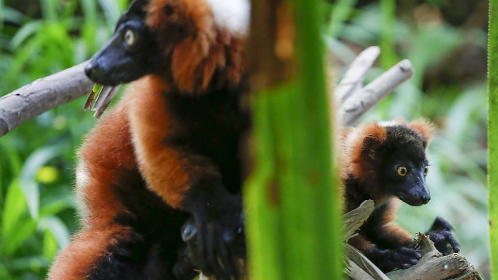 Die Tierwelt hat am Donnerstag die Öffentlichkeit in Atem gehalten: In Basel büxte ein Vari-Äffchen aus dem Zolli aus. Im Bild Vari-Äffchen im Zoo Zürich. (Archivbild)