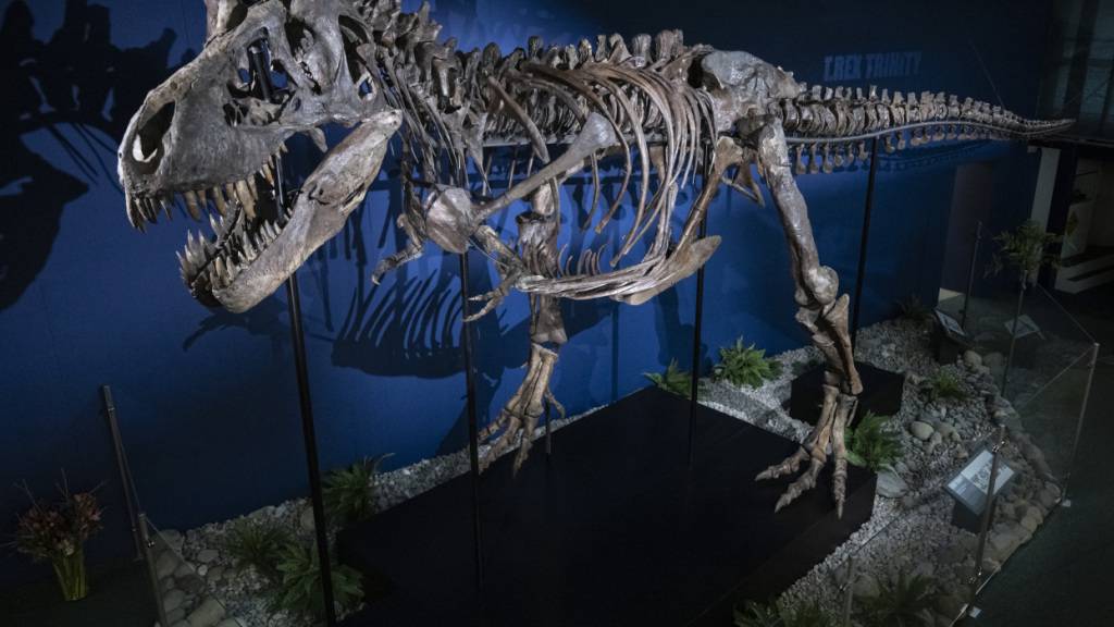 Bei jedem Schritt eines T-Rex bebte der Boden – zumindest, wenn er ausgewachsen war. Bis dahin dauerte es aber wohl erstaunlich lange. (Archivbild)