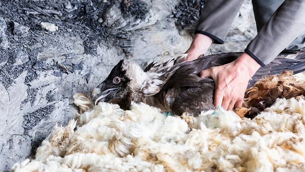 Ein Wildhüter legt den Bartgeier mit Namen «Fredueli» in eine Auswilderungsnische bei Melchsee-Frutt OW. (Archivbild)