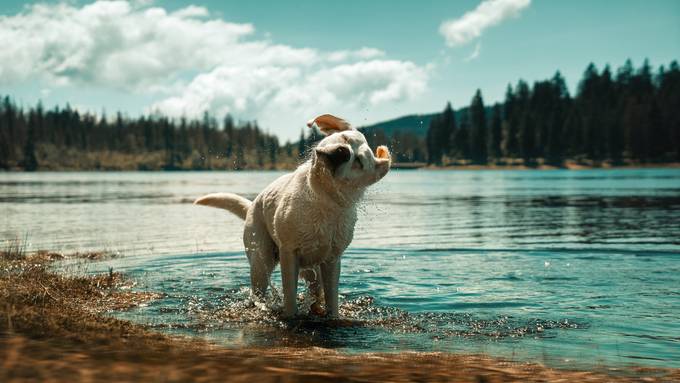 Hier liegen die schönsten Hundestrände