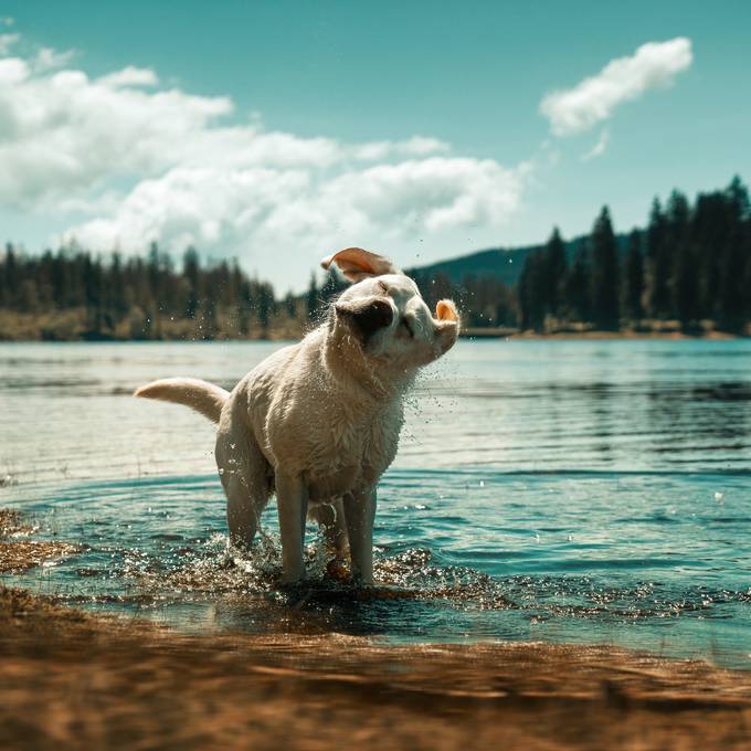 Hier liegen die schönsten Hundestrände