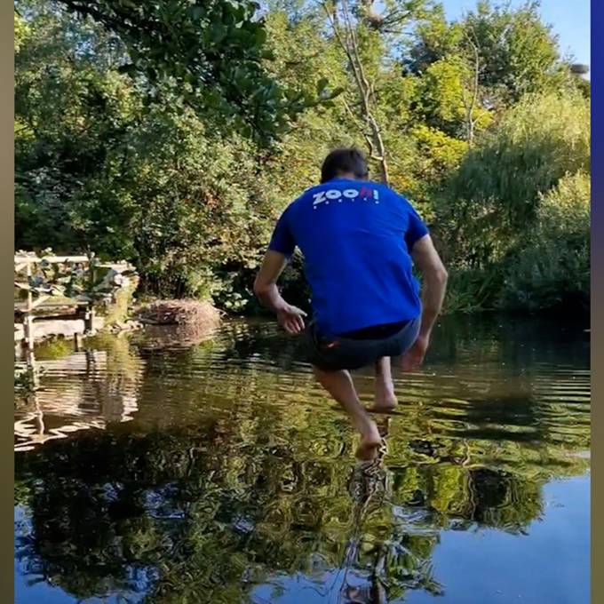 Darum springen die Tierpfleger des Zoo Zürich jetzt ins Wasser