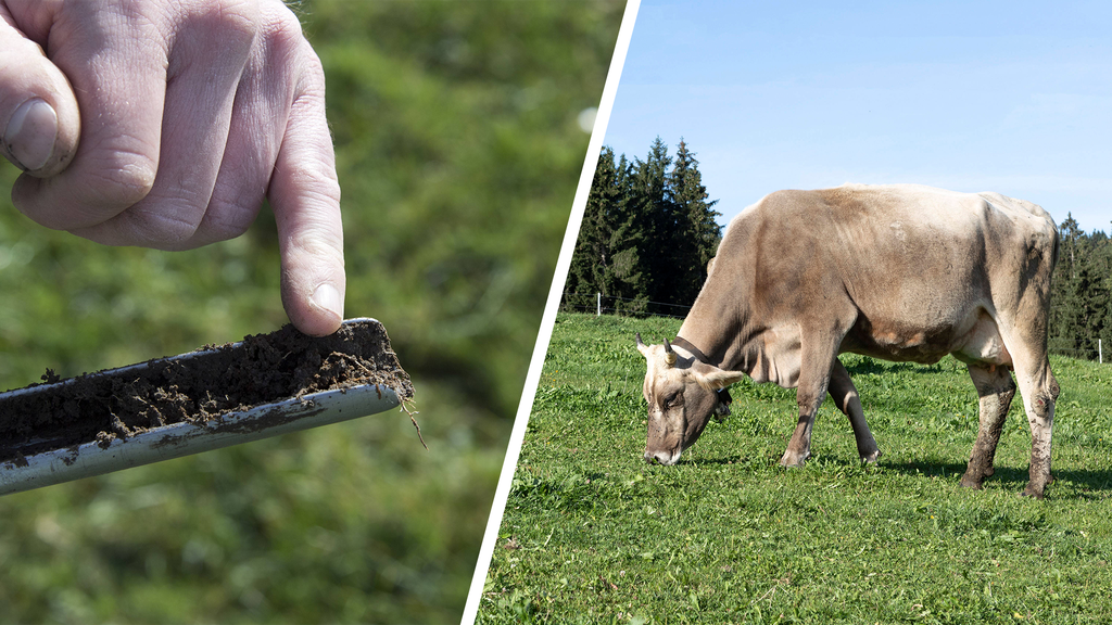 Noch mehr Chemikalien in St.Galler Böden gefunden – Fleisch und Milch belastet