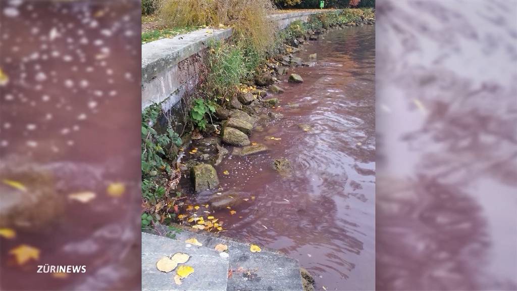 Blaualgen im Zürichsee bei Horgen und Wädenswil entdeckt