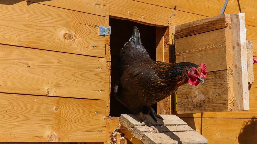 Genug grosse Ställe mit Voliere und Weide sind wichtig für eine artgerechte Hühnerhaltung.