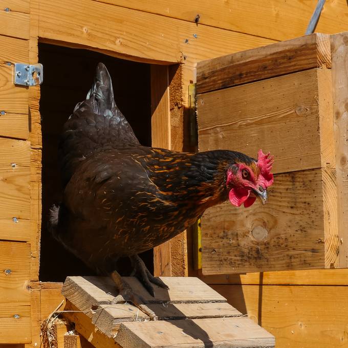 Hühnerhaltung boomt – doch nicht alle halten die Tiere richtig