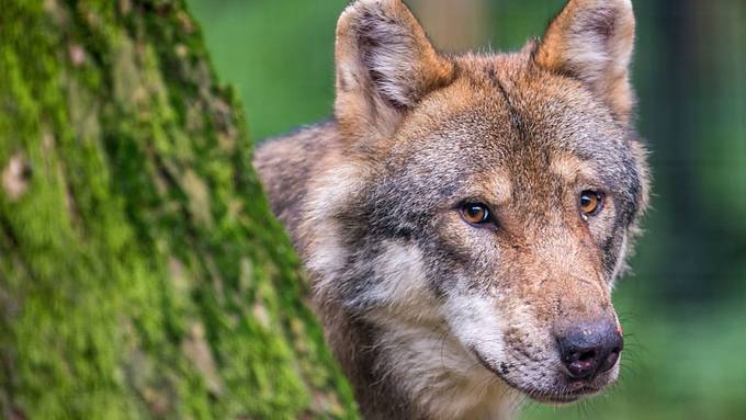 Schafbesitzerin verliert ein Drittel der Schafe: «Habe im ersten Moment nur geheult»