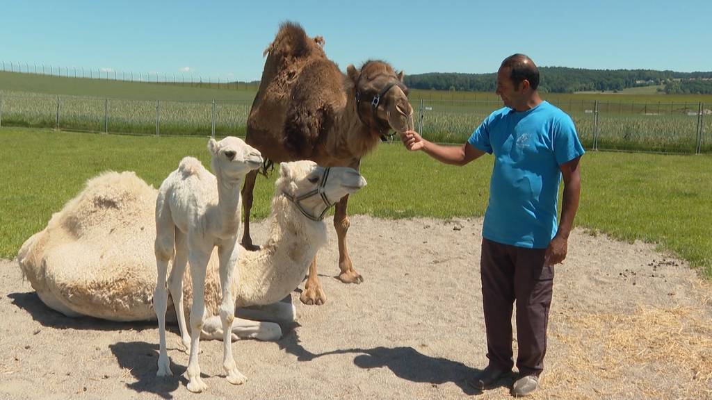 Schweizer Kamelfarm hat vier Jungtiere!