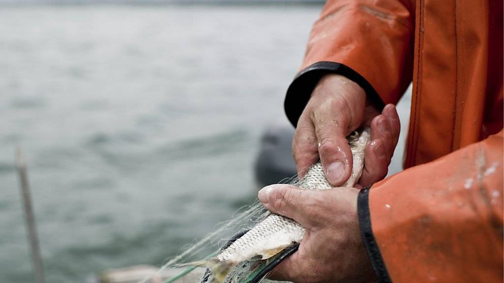 Ein Fischer zieht sein Netz mit Egli ins Boot - Fischer sollen künftig Fischabfälle nicht mehr in den See zurückwerfen können. (Archiv)