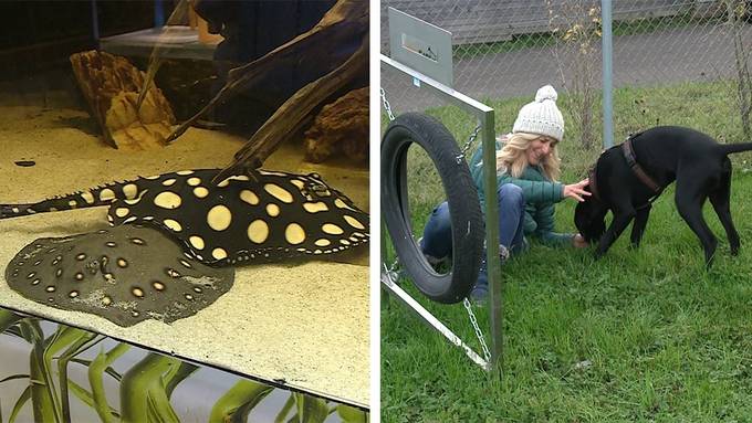 Fisch-Auffangstation / Pleiten, Pech & Pannen