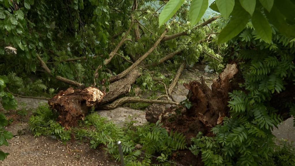 Olten: Frau wird am Aare-Ufer von Baum getroffen