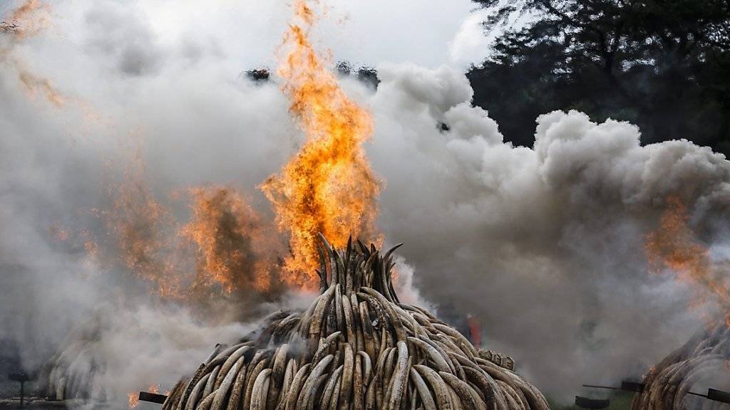 Elfenbein-Vernichtungsaktion in Kenia: Forscher haben gezeigt, dass heute entgegen verbreiteter Meinung eben doch vor allem Elfenbein von erst kürzlich getöteten Elefanten gehandelt wird. Das ist eigentlich verboten. (Symbolbild)