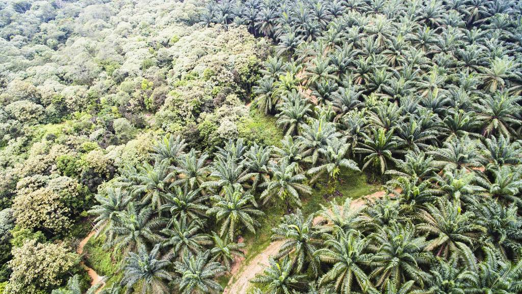 Palmöl Indonesien