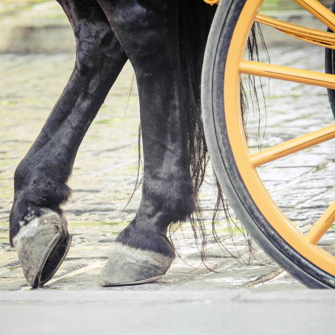 Weil Pferd scheute: Fahrer einer Kutsche schwer verletzt