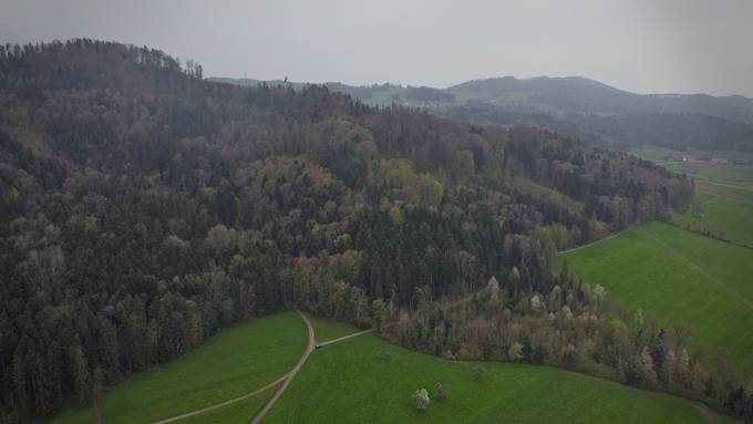 Im Thurgau entsteht ein Urwald – als Lebensraum für Tiere und Pflanzen