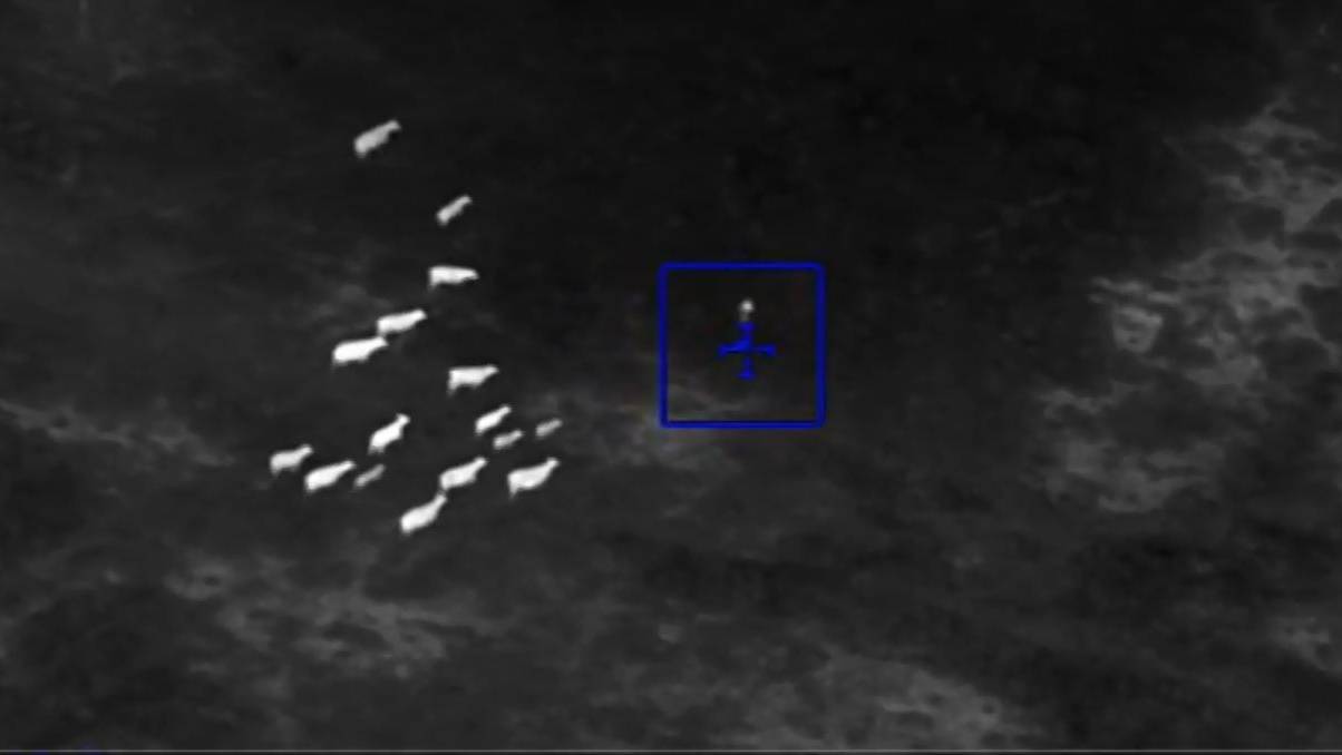 Florida: Kühe helfen Polizei bei Verfolgungsjagd