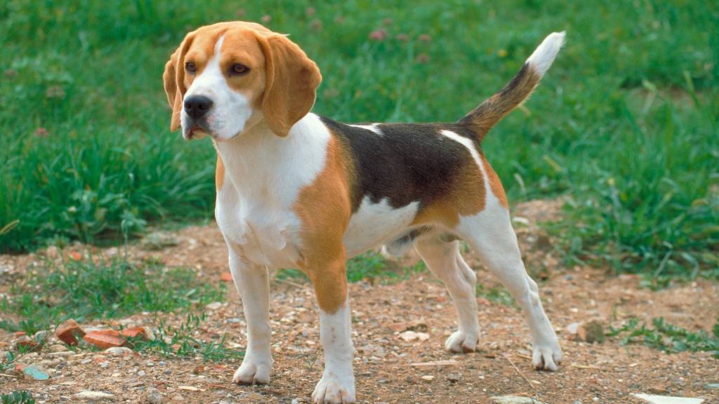 Der Beagle sprang auf die Strasse. Ob er angeleint war, ist unklar. (Symbolbild: iStock)