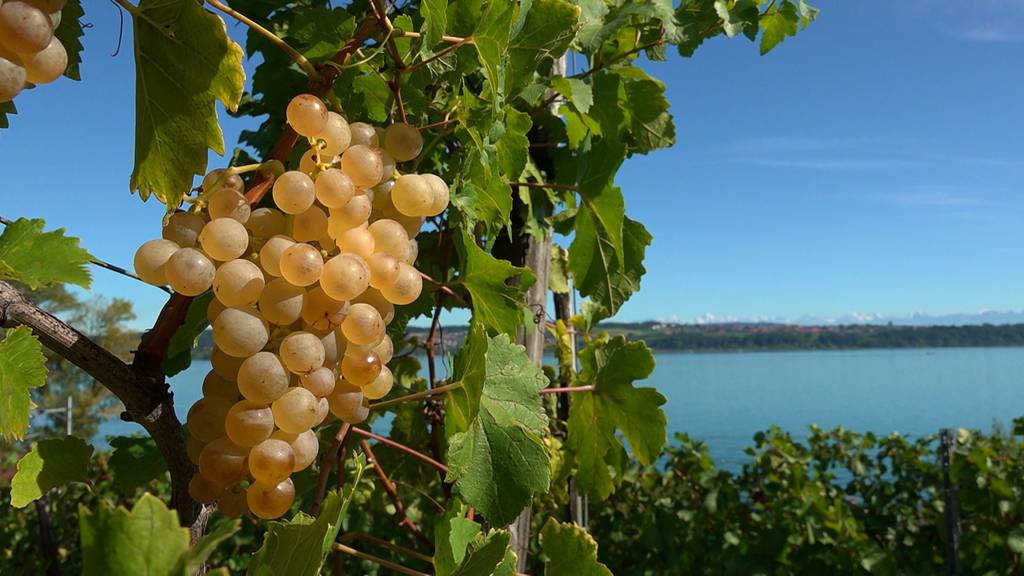 in vino diversitas