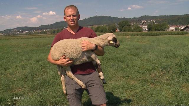 Seltenes Schaf in Benzenschwil gestohlen