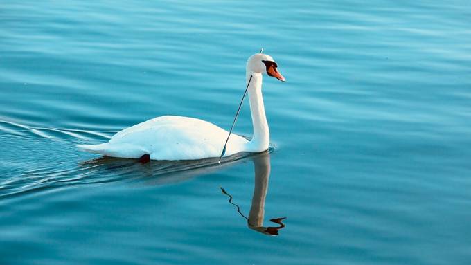 Schwan-Schütze von Altnau gefasst